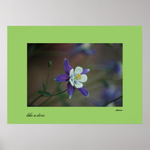 Póster Colorado Columbine print