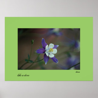 Póster Colorado Columbine print