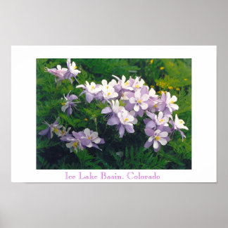 Póster COLORado Columbines