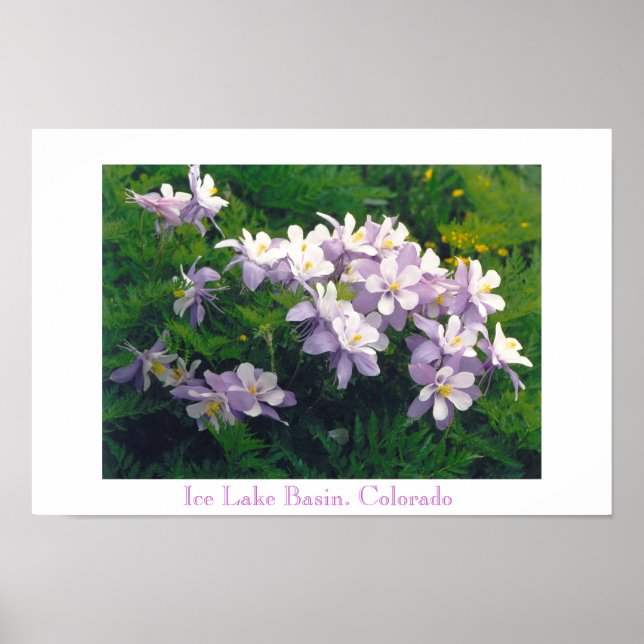 Póster COLORado Columbines (Frente)