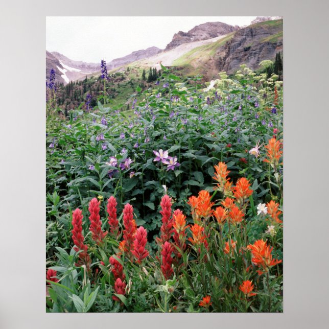 Póster Colorado, Uncompahgre National Forest (Frente)