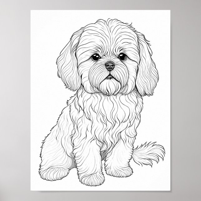 Póster Colorante adulto de perro apso de Llasa (Frente)
