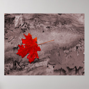 Póster Colored Leaf on Black and White Photo