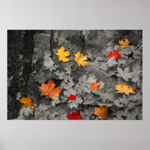 Póster Colored Leaves in a Black and White World Poster