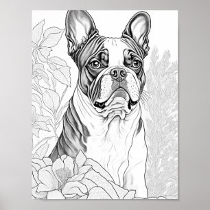 Póster Colores de adultos del Boston Terrier