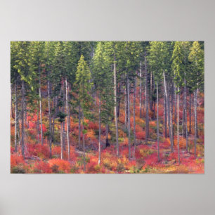 Póster Colores de bosques de otoño en la Cascada 5