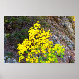 Póster Colores de caída 1 Poster