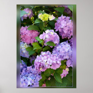 Póster colores de hidrangea
