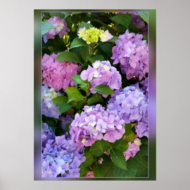 Póster colores de hidrangea (Frente)