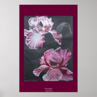 Póster Colores de Iris