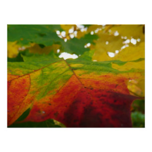 Póster Colores de la hoja de arce Fotografía de la natura