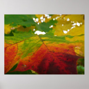Póster Colores de la hoja de arce Fotografía de la natura