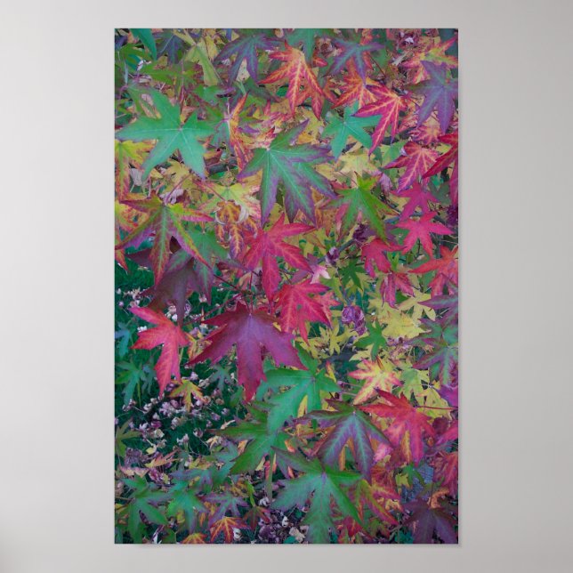 Póster Colores de otoño (Frente)
