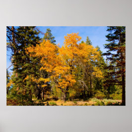 Póster Colores de otoño 5 Poster