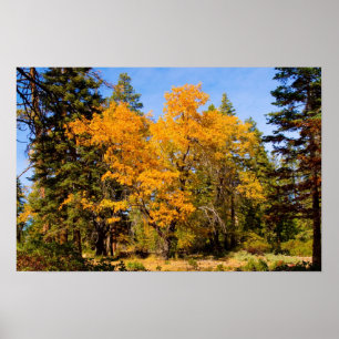 Póster Colores de otoño 5 Poster