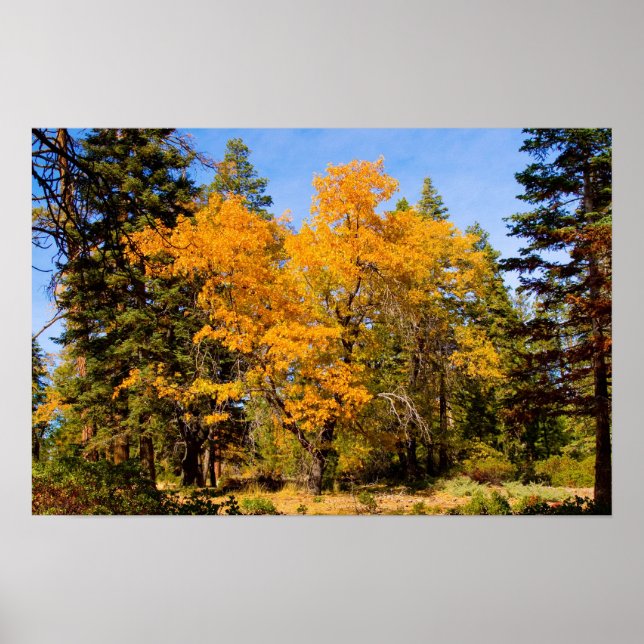 Póster Colores de otoño 5 Poster (Frente)