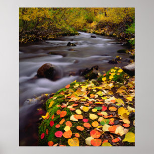 Póster Colores de otoño a lo largo de McGee Creek