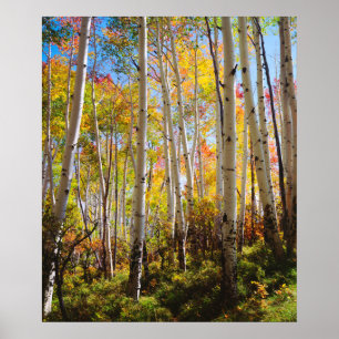 Póster Colores de otoño de árboles de Aspen 5