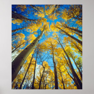 Póster Colores de otoño de los árboles de Aspen 2