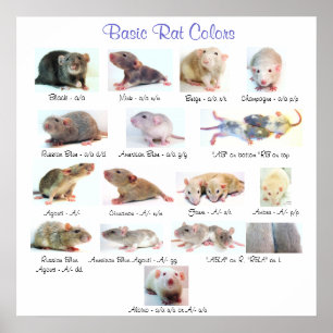 Póster Colores de rata básicos