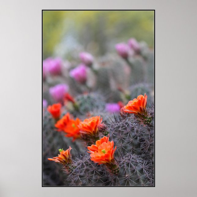 Póster Colores del desierto (Frente)