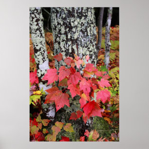 Póster Colores del otoño