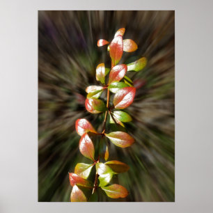 Póster Colores en la ramera