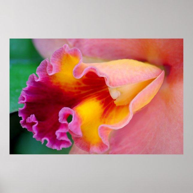 Póster Colores orquídeos (Frente)