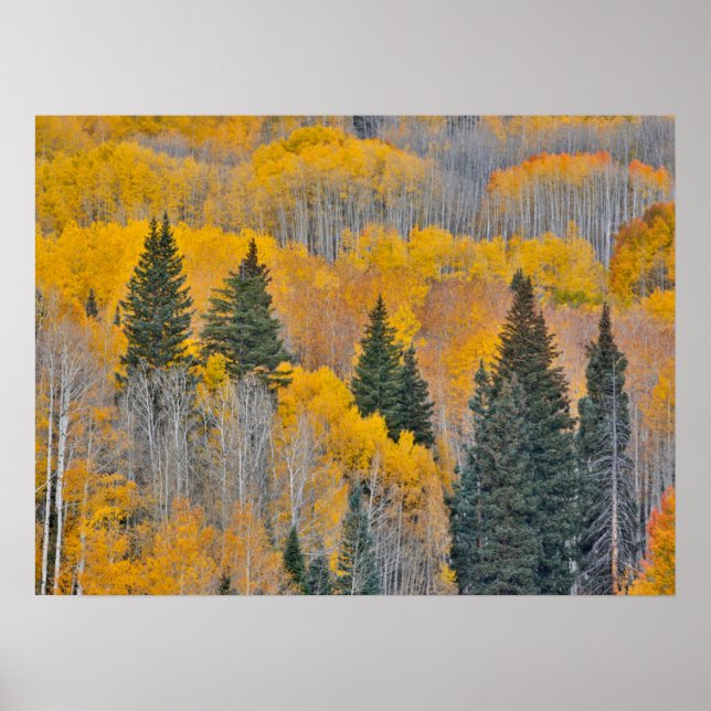 Póster Colores otoñales en los bosques de Aspen (Frente)
