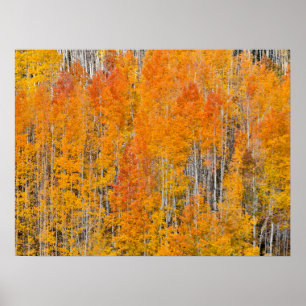 Póster Colores otoñales en los bosques de Aspen