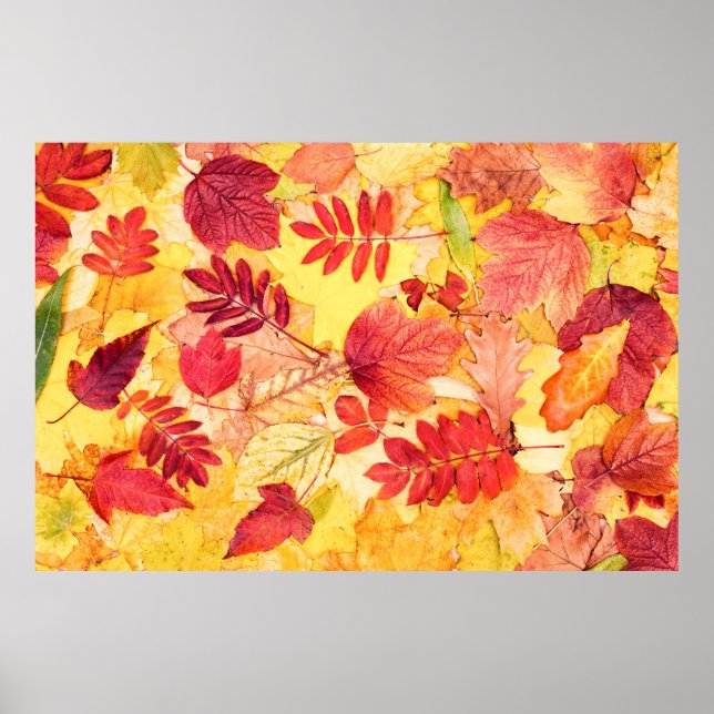 Póster Colorful autumn leaves. Tree fallen leaf pattern.  (Frente)
