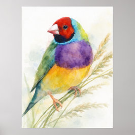Póster Colorful Gouldian Finch Bird Perched