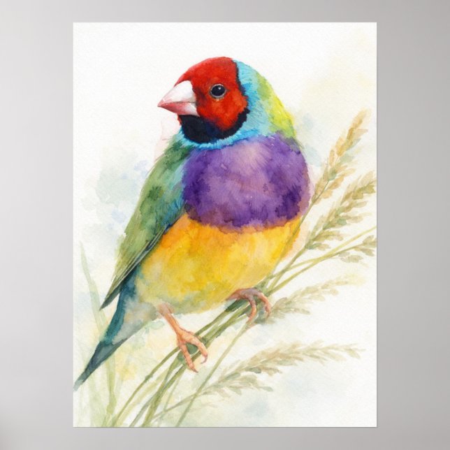 Póster Colorful Gouldian Finch Bird Perched (Frente)
