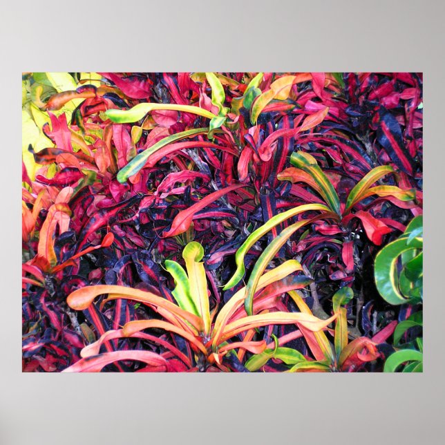 Póster Colorful Ivy - Poster (Frente)