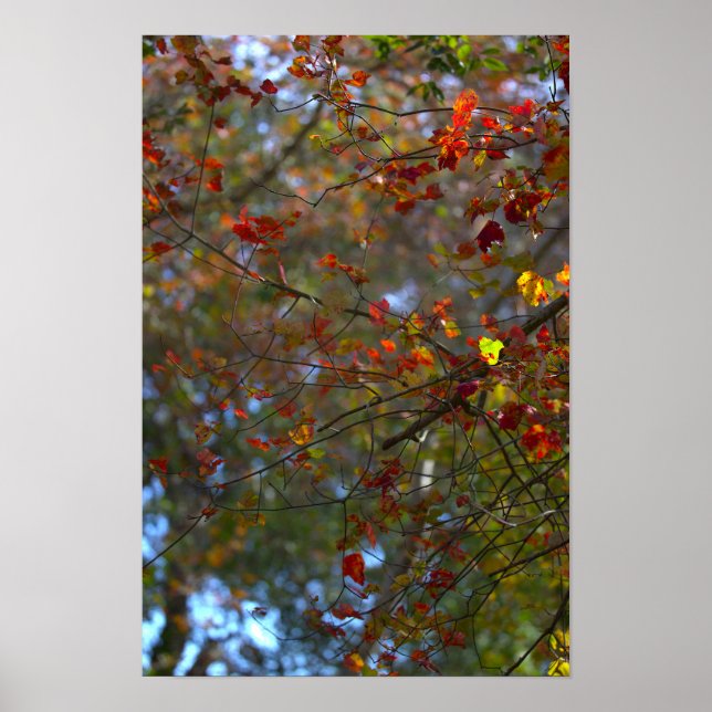 Póster Colorful Leaves Poster (Frente)