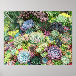 Póster Colorful Succulent Garden
