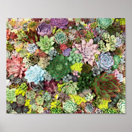 Póster Colorful Succulents