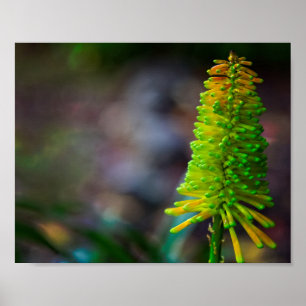 Póster Colorida flor psicodélica fotográfica