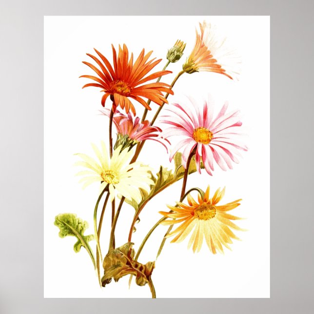 Póster Colorida Gerbera Daisy Wallart Poster (Frente)