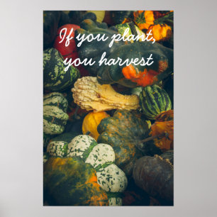 Póster Coloridas calabazas y calabazas otoñales