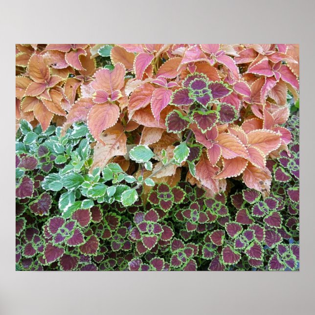 Póster Coloridas Plantas del Arcoiris Coleus Fotografía (Frente)