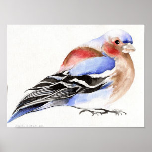 Póster Colorido Chaffinch 2011