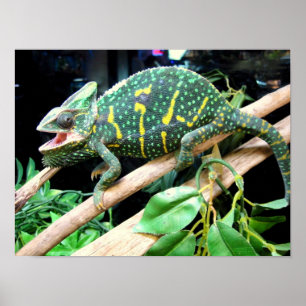 Póster Colorido Chameleon