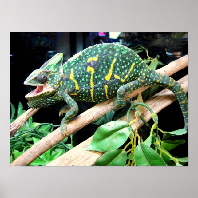 Póster Colorido Chameleon (Frente)