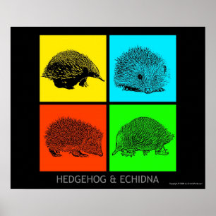 Póster Colorido Erizo y Echidna