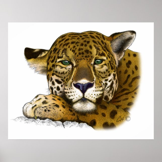 Póster Colorido jaguar (Frente)
