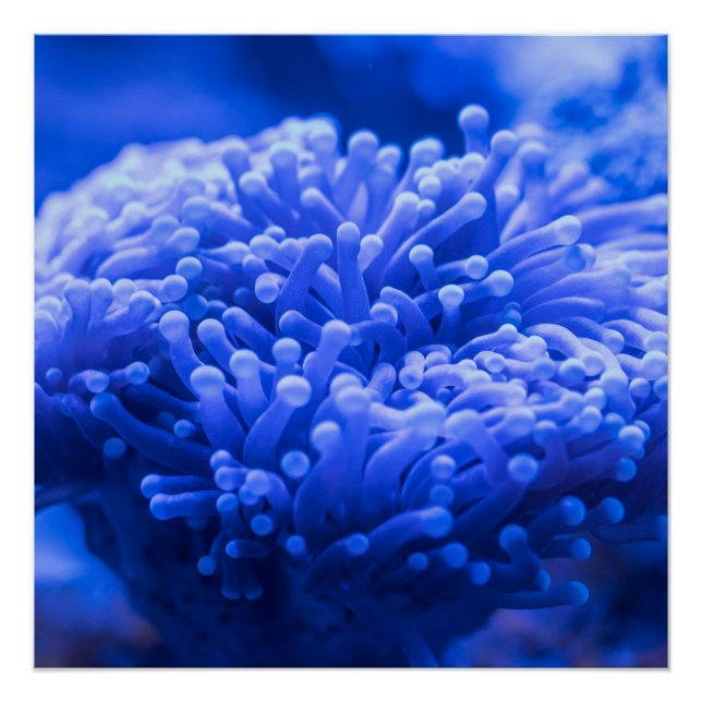 Póster Colorido Mar Azul Vida marina anémona (Anverso)