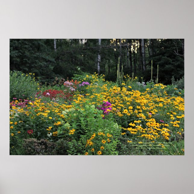 Póster Colorido verano tardío Tall Wild Mullein (Frente)