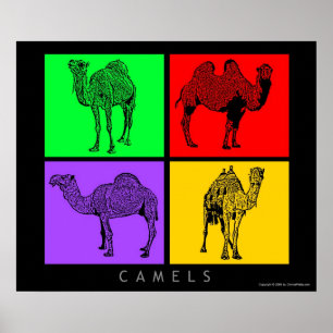 Póster Coloridos camellos