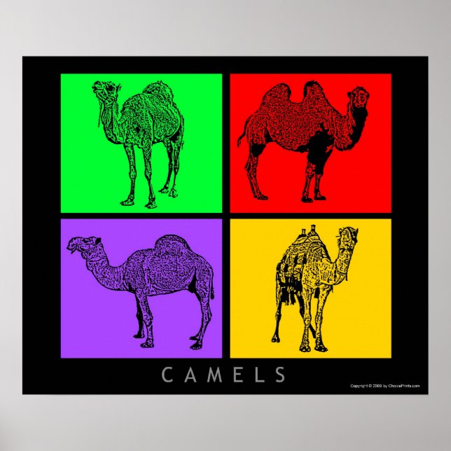 Póster Coloridos camellos (Frente)